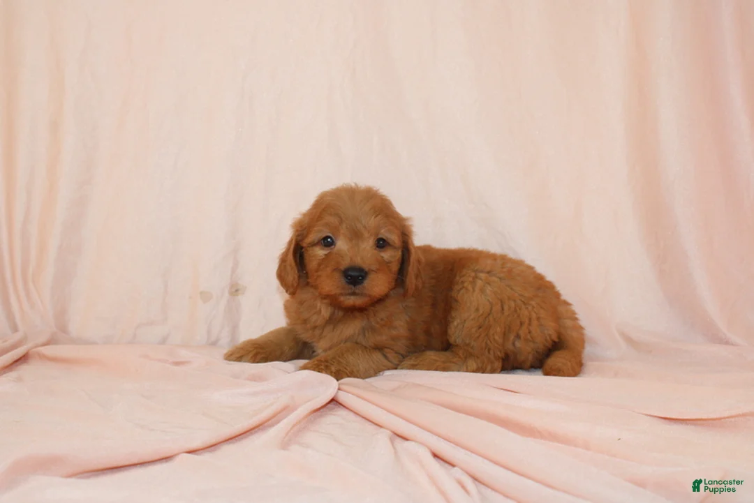 Goldendoodle dogs for sale: Walter - Ad 4