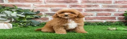 Cavapoo dogs for sale: Charles - Ad 9