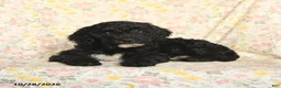 Mini Goldendoodle dogs for sale: Olesha - Ad 4