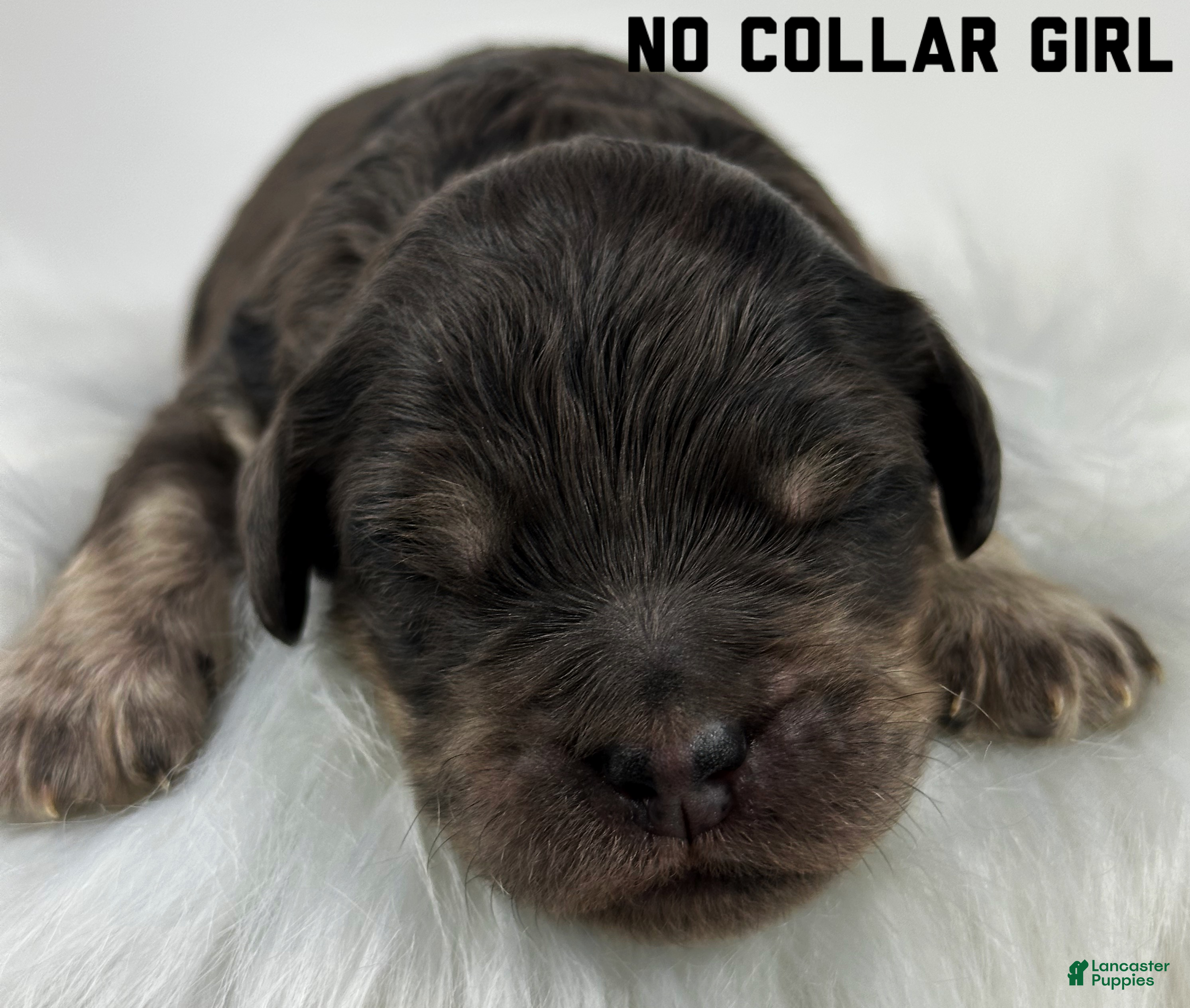 Goldendoodle dogs Goldendoodle Puppy 2 - Ad 30