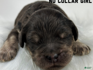 Goldendoodle dogs Goldendoodle Puppy 2 - Ad 37