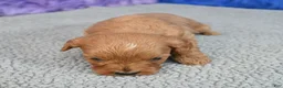 Cavapoo dogs for sale: Cavapoo 6 - Ad 36