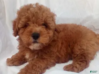 Toy Poodle dogs for sale: Toy Poodle Puppy 1 - Ad 1