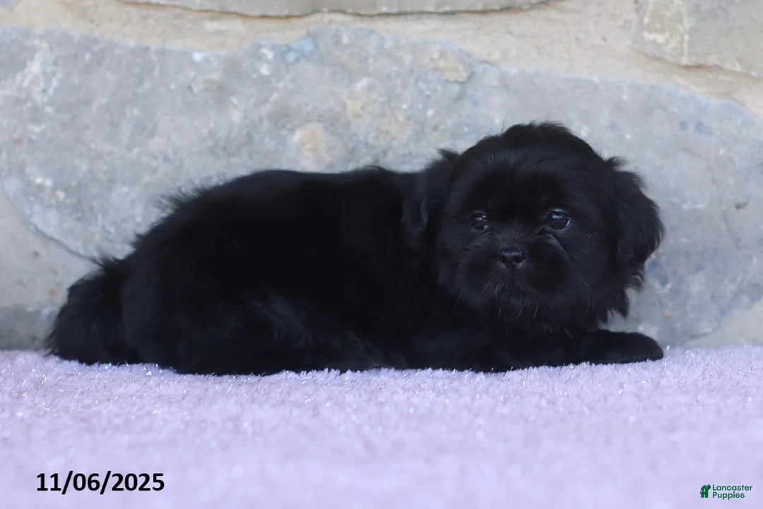 Shih Tzu dogs for sale: Kim  - Ad 5