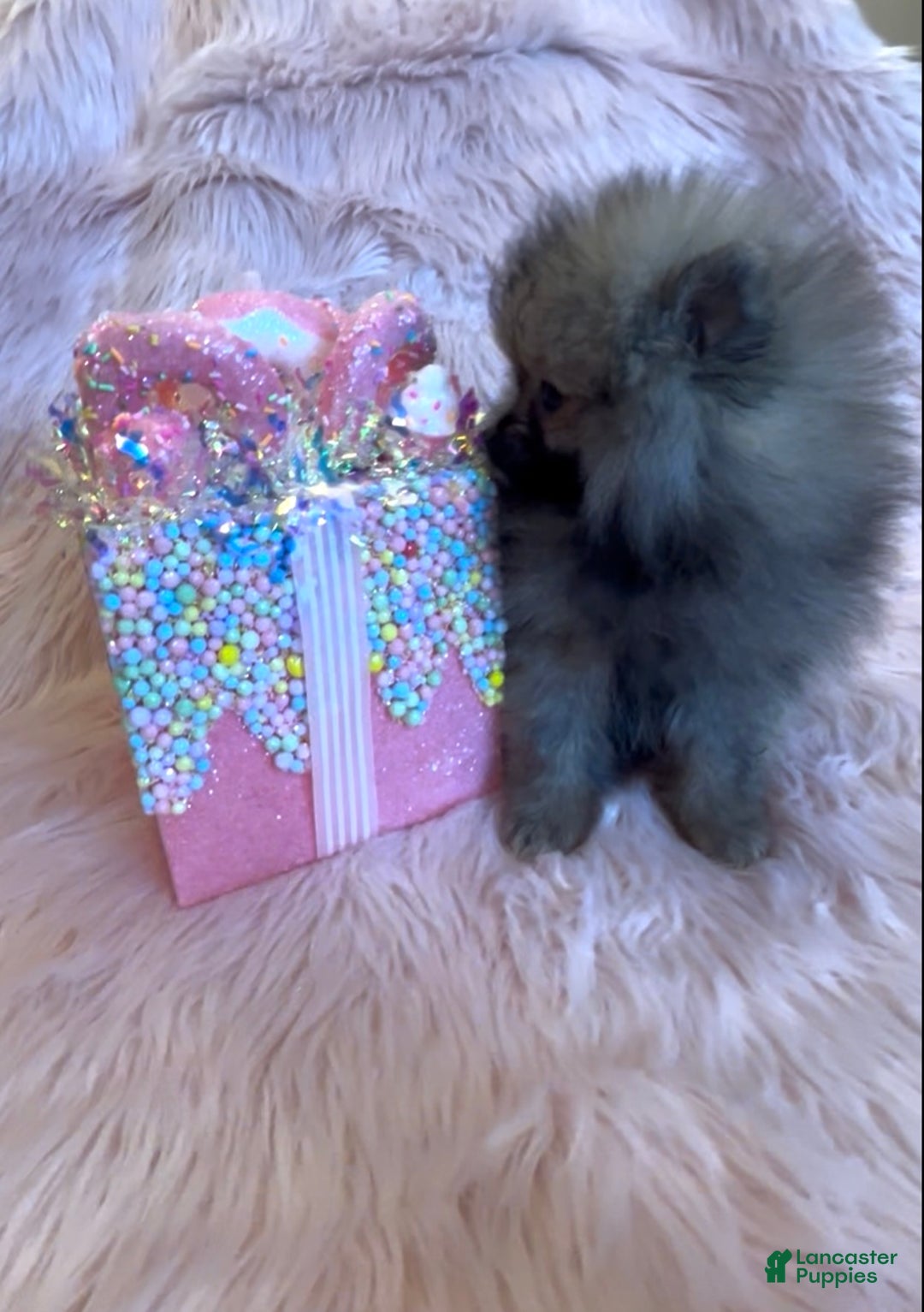 Pomeranian dogs for sale: Penny AKC Registered FULL RIGHTS - Ad 23