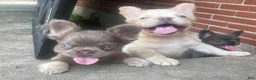 French Bulldog dogs for sale: Darla - Ad 2