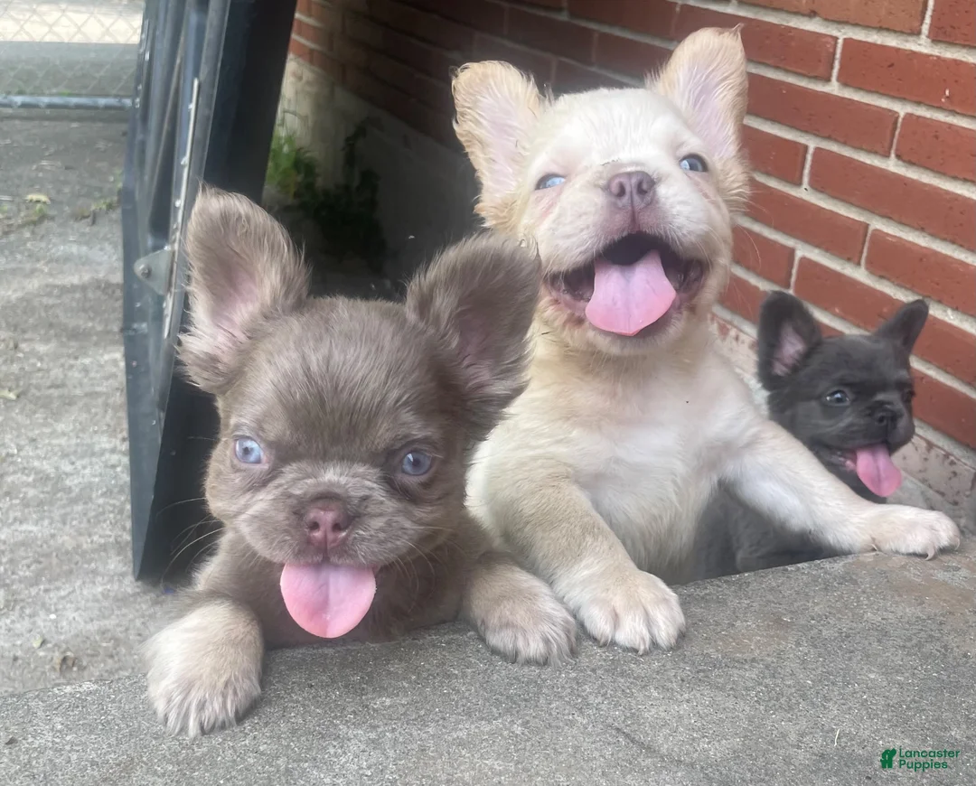 French Bulldog dogs for sale: Darla - Ad 2