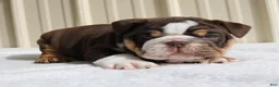 English Bulldog dogs for sale: Blaze - Ad 10