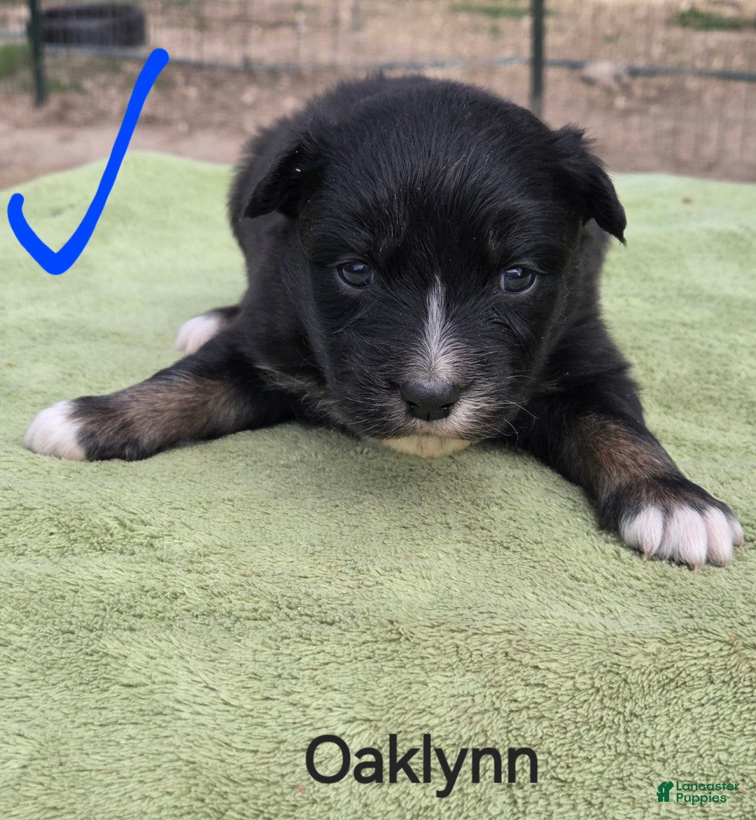 Australian Shepherd dogs for sale: Oaklynn - Ad 3