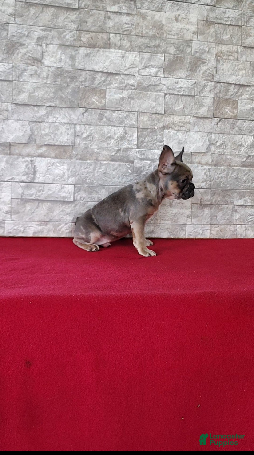 Mixed Breed dogs Debra - Ad 2