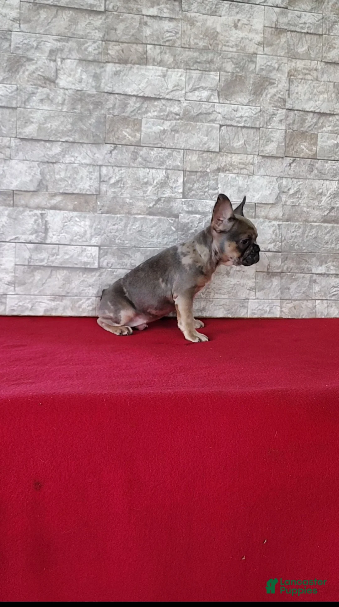 Mixed Breed dogs for sale: Debra - Ad 2