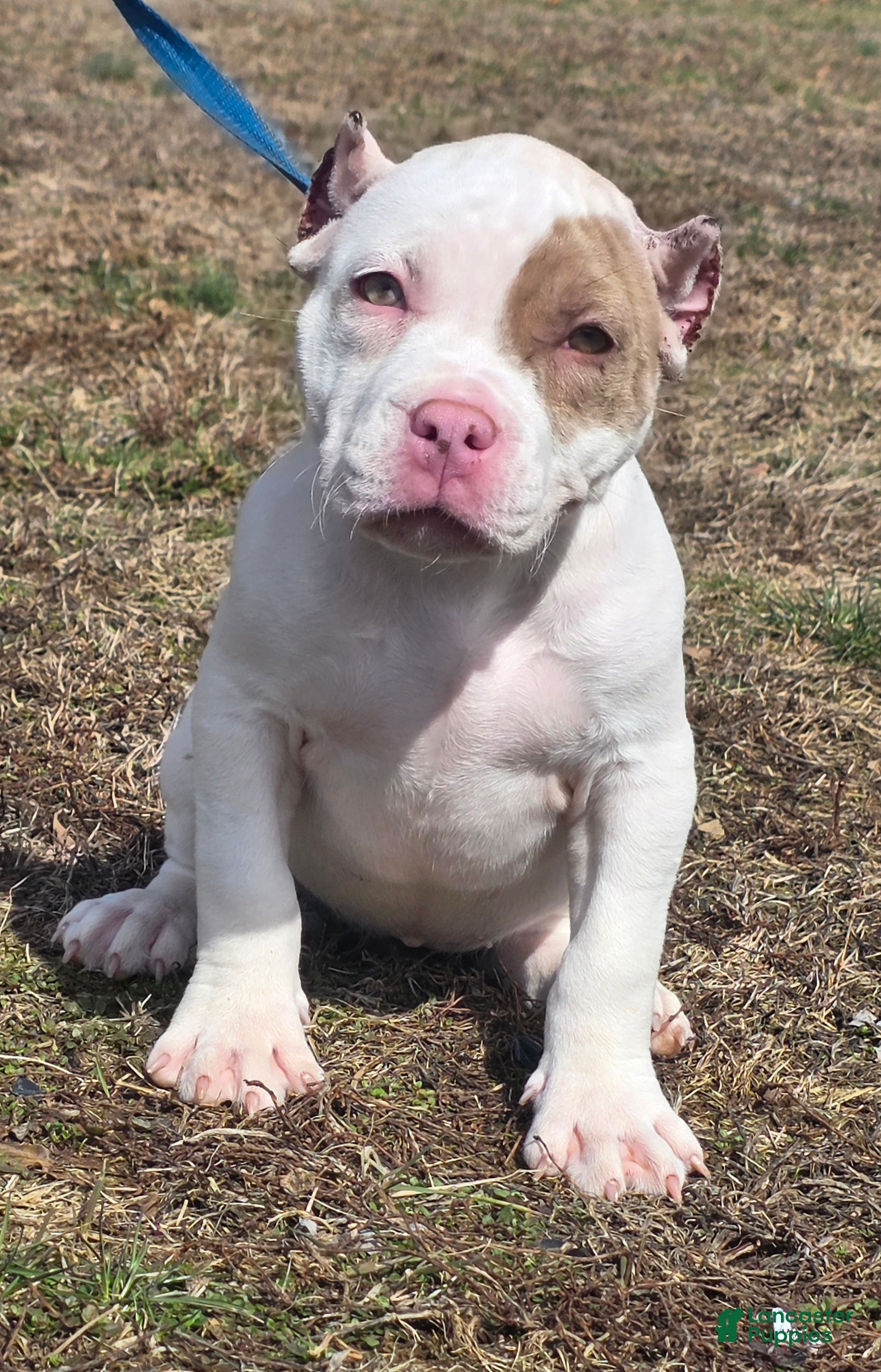 American Bully dogs Lilac Merle - Ad 2