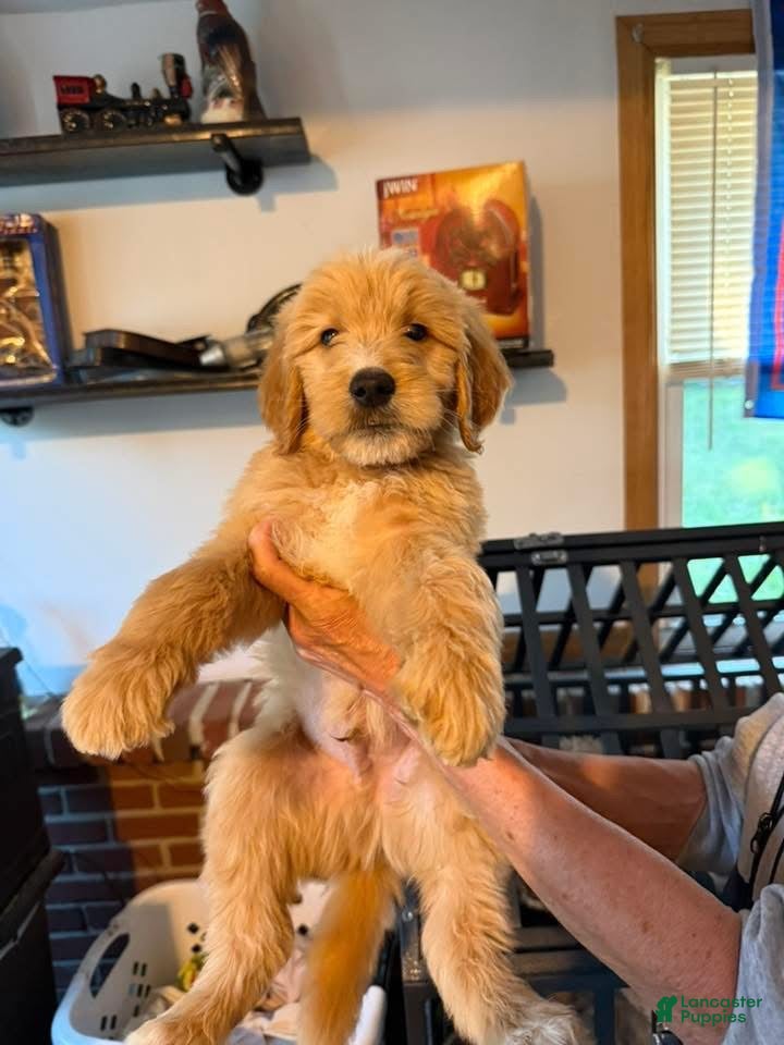 Goldendoodle dogs Green - Ad 2