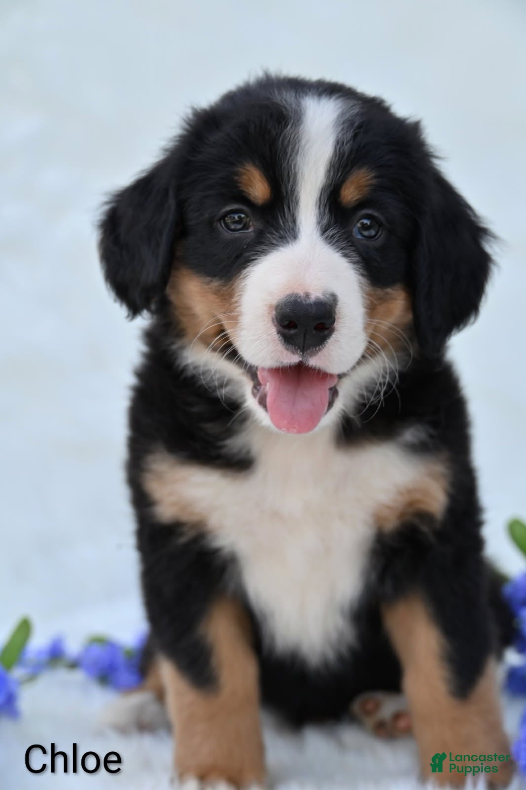 Bernese Mountain Dog dogs Chloe  - Ad 2
