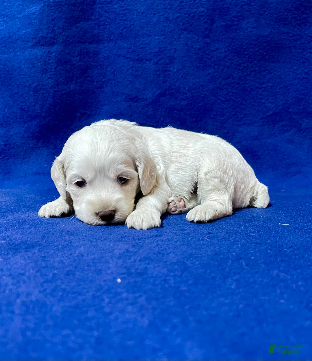 Cockapoo dogs for sale: Meeko - Ad 1