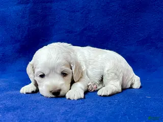 Cockapoo dogs for sale: Meeko - Ad 3