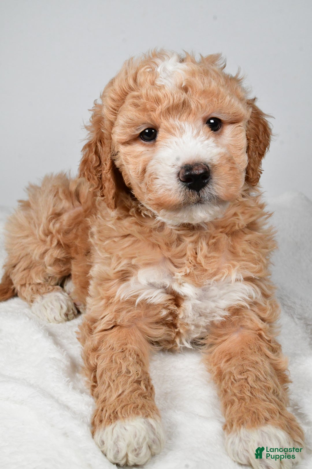 Mini Goldendoodle dogs for sale: Rudolph - Ad 4
