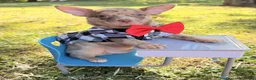 Chihuahua dogs for sale: Chihuahua 1 - Ad 7