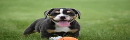 Beabull dogs for sale: Blossom - Ad 4
