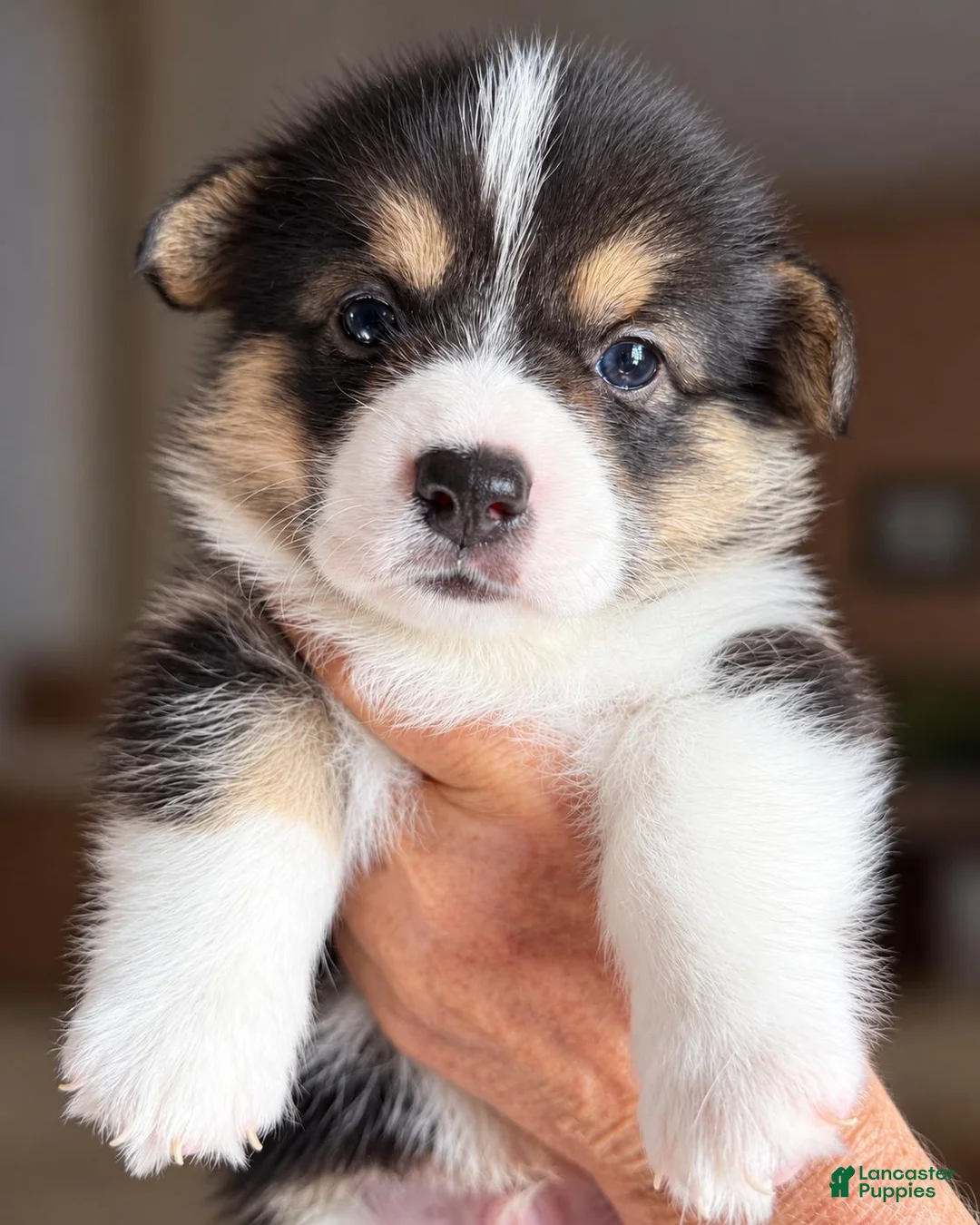Welsh Corgi Pembroke dogs for sale: Gertie - Ad 1