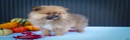 Pomeranian dogs for sale: 🐾 Meet Rambo — A Bouncy Little Ball of Fluff! 🐾 - Ad 6