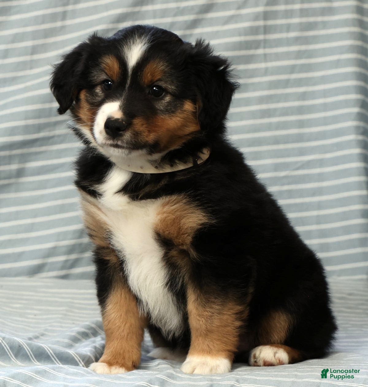 Australian Shepherd dogs for sale: Willow - Ad 6