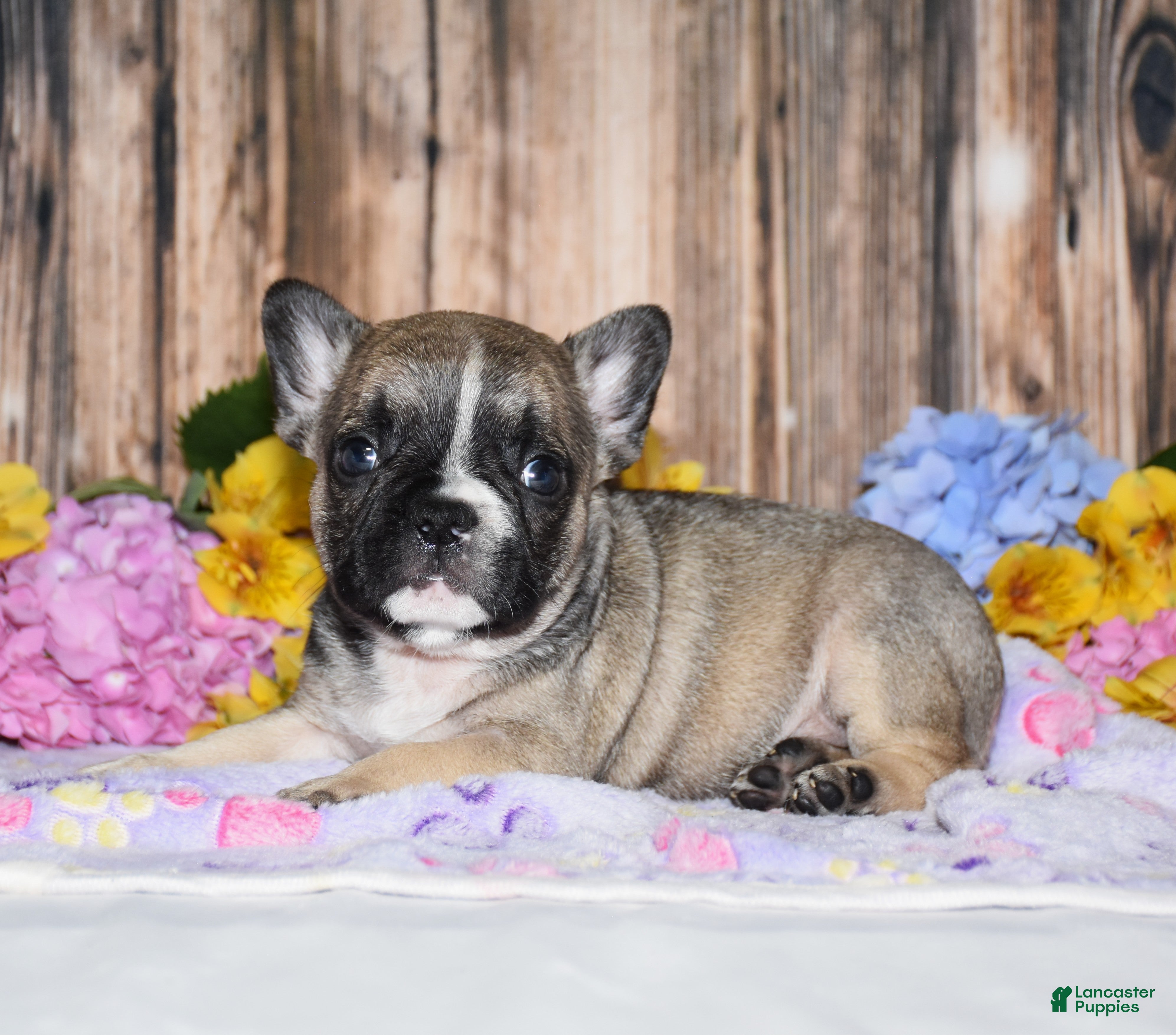 French Bulldog dogs Fudge - Ad 1