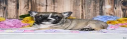 French Bulldog dogs for sale: Fudge - Ad 1