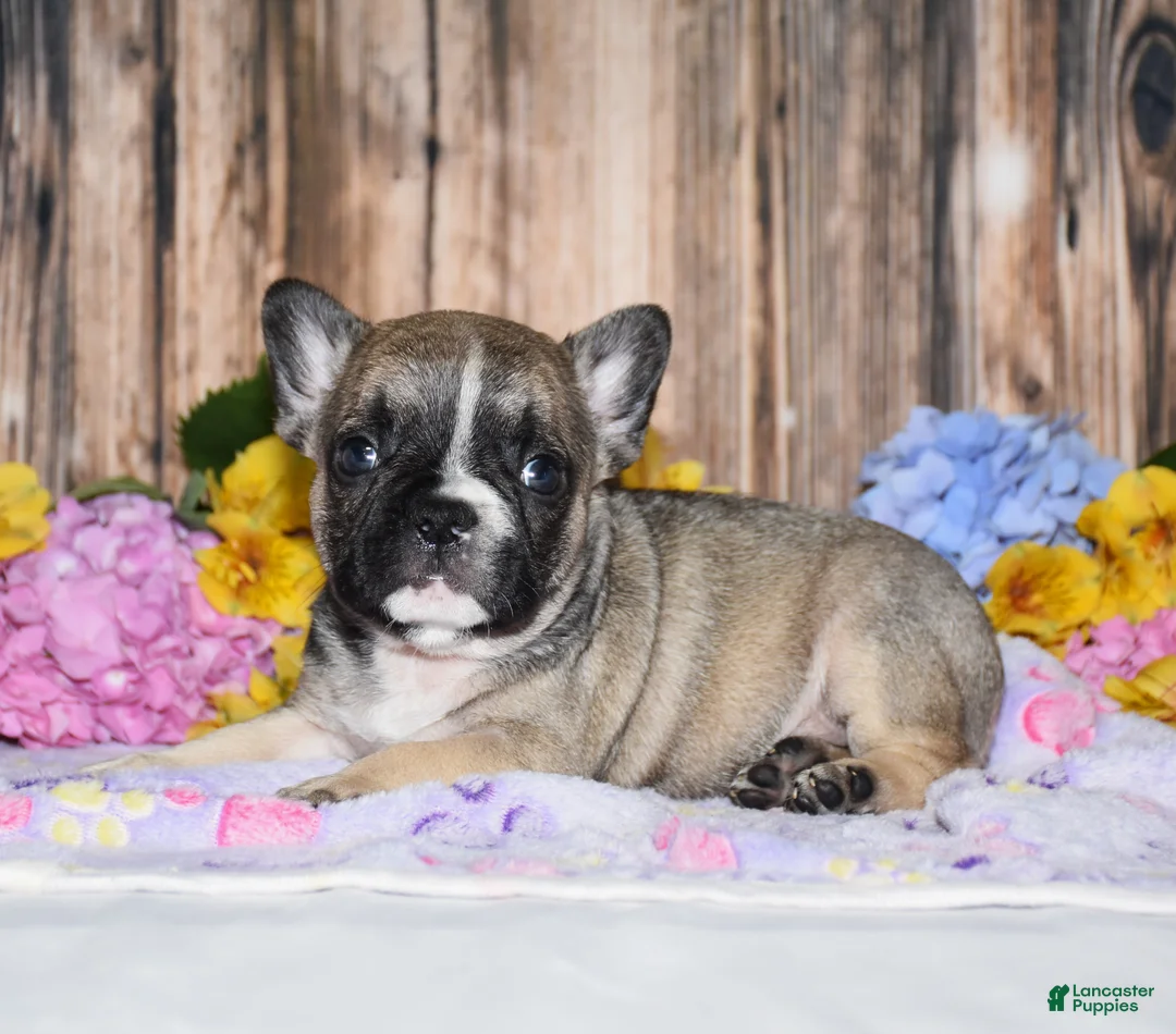 French Bulldog dogs for sale: Fudge - Ad 1