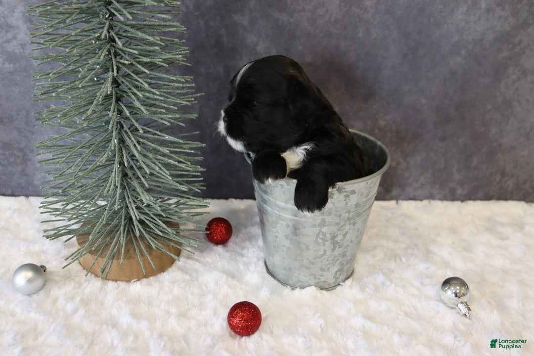 Shihpoo dogs for sale: Pepper - Ad 3