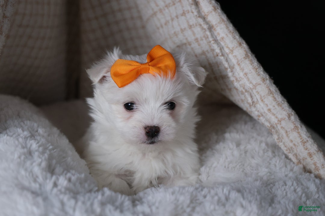 Maltese dogs for sale: APOLLO - Ad 9