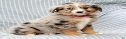 Australian Shepherd dogs for sale: Ruby - Ad 7