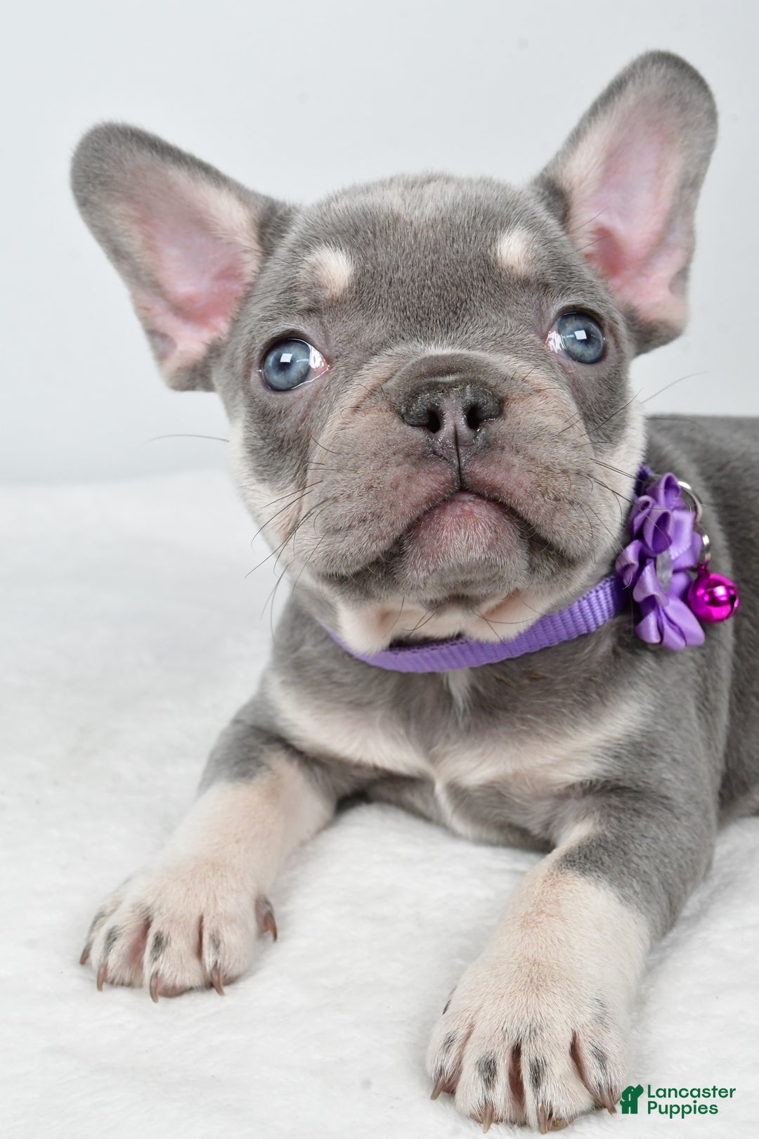 French Bulldog dogs for sale: Kayla - Ad 3