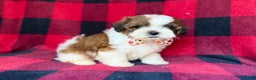 Shihpoo dogs for sale: Cypress - Ad 4