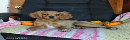Cavapoo dogs for sale: Lissa - Ad 5
