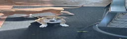 Mixed Breed dogs for sale: Daisy - Ad 5