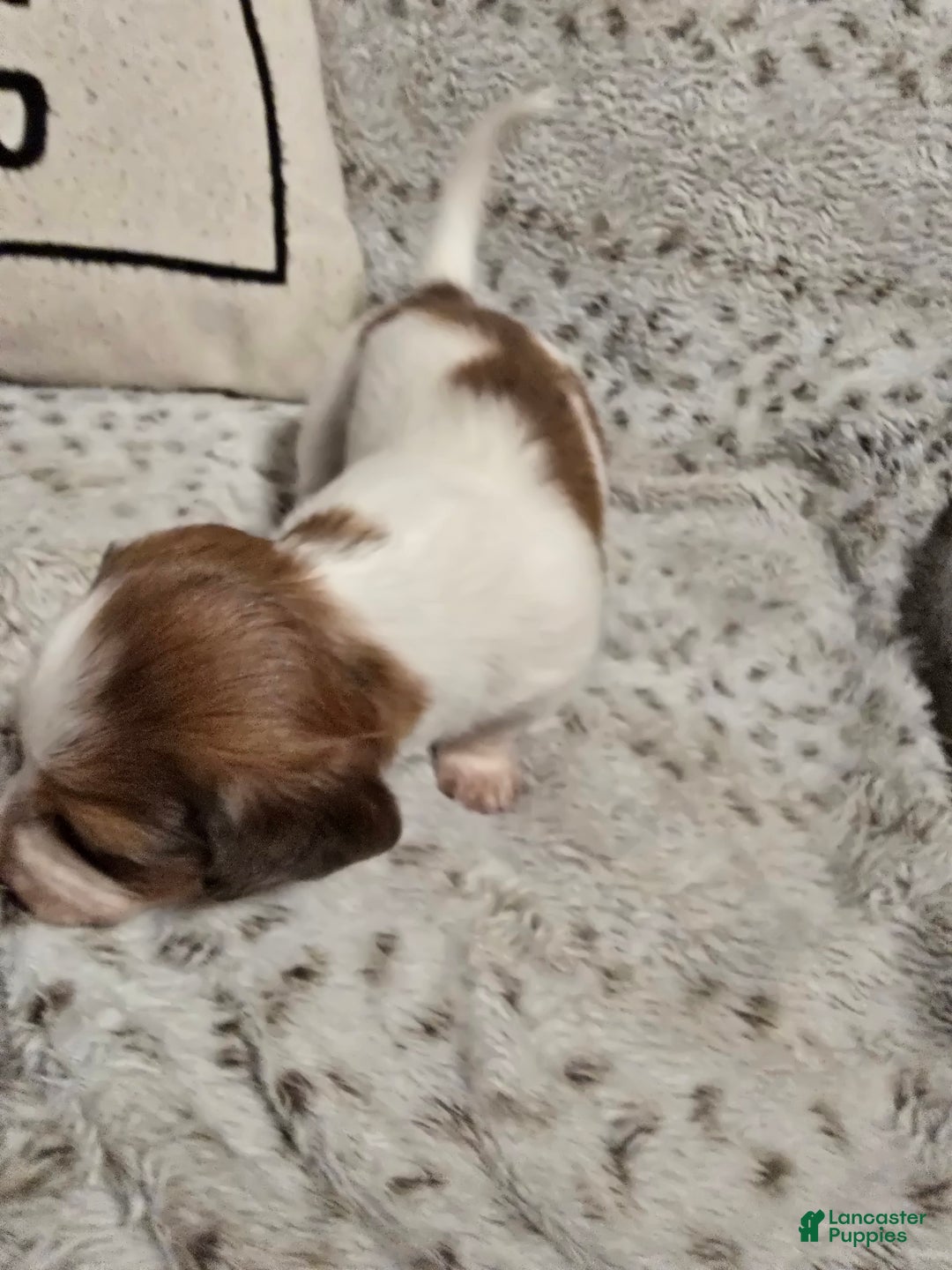 Miniature Dachshund dogs for sale: FeeFee - Ad 5