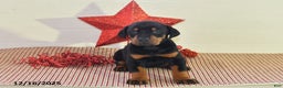Doberman Pinscher dogs for sale: Bailey - Ad 1