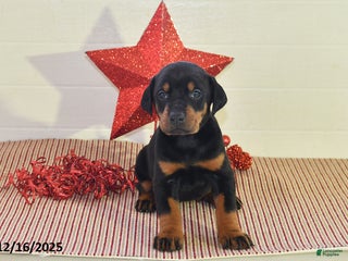 Doberman Pinscher dogs Bailey - Ad 27