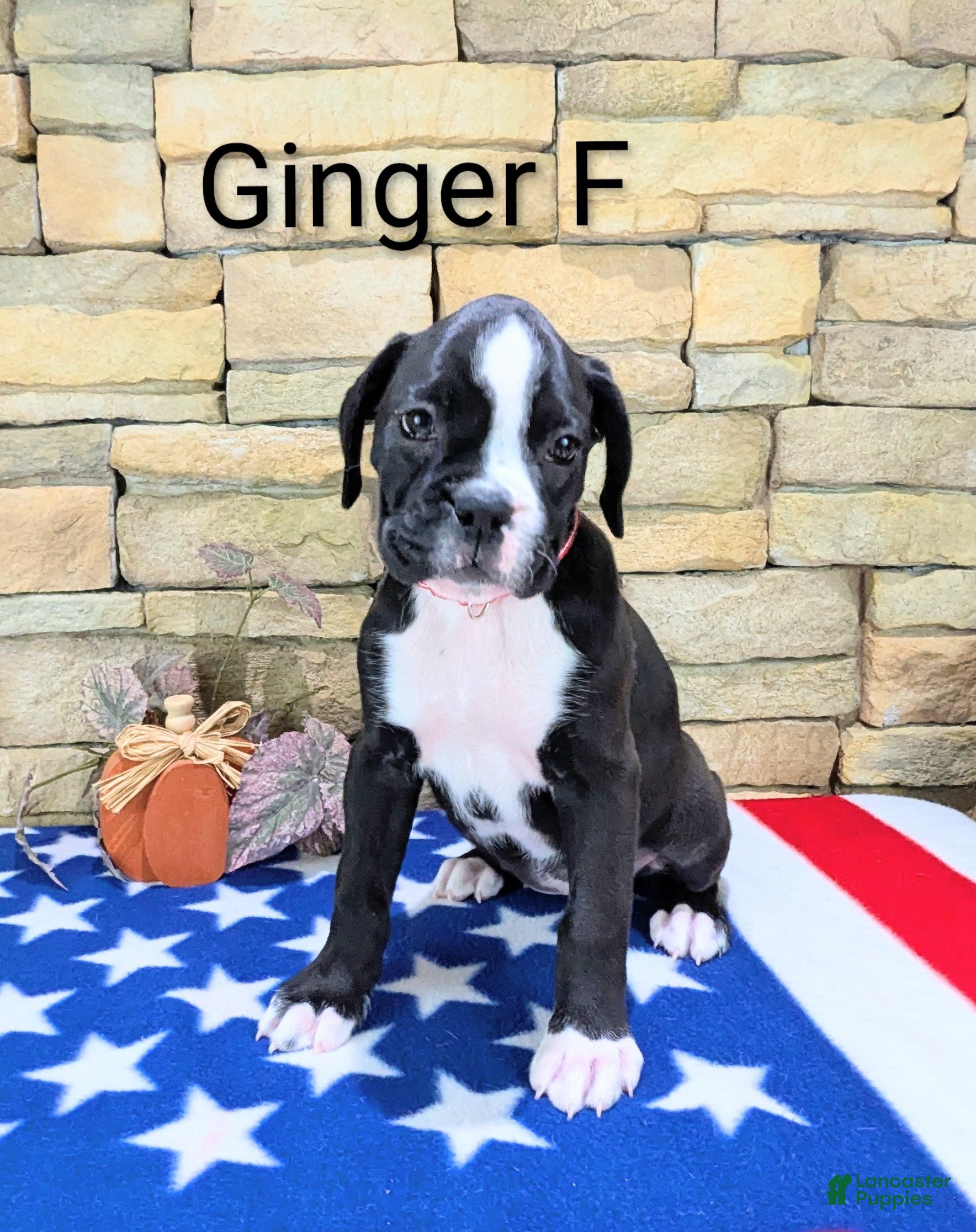 Boxer Puppies for sale in Reading, Pennsylvania Lancaster Puppies