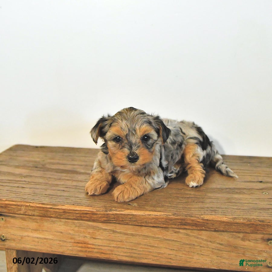 Mixed Breed dogs for sale: Lacey       EXTRA SMALL - Ad 4