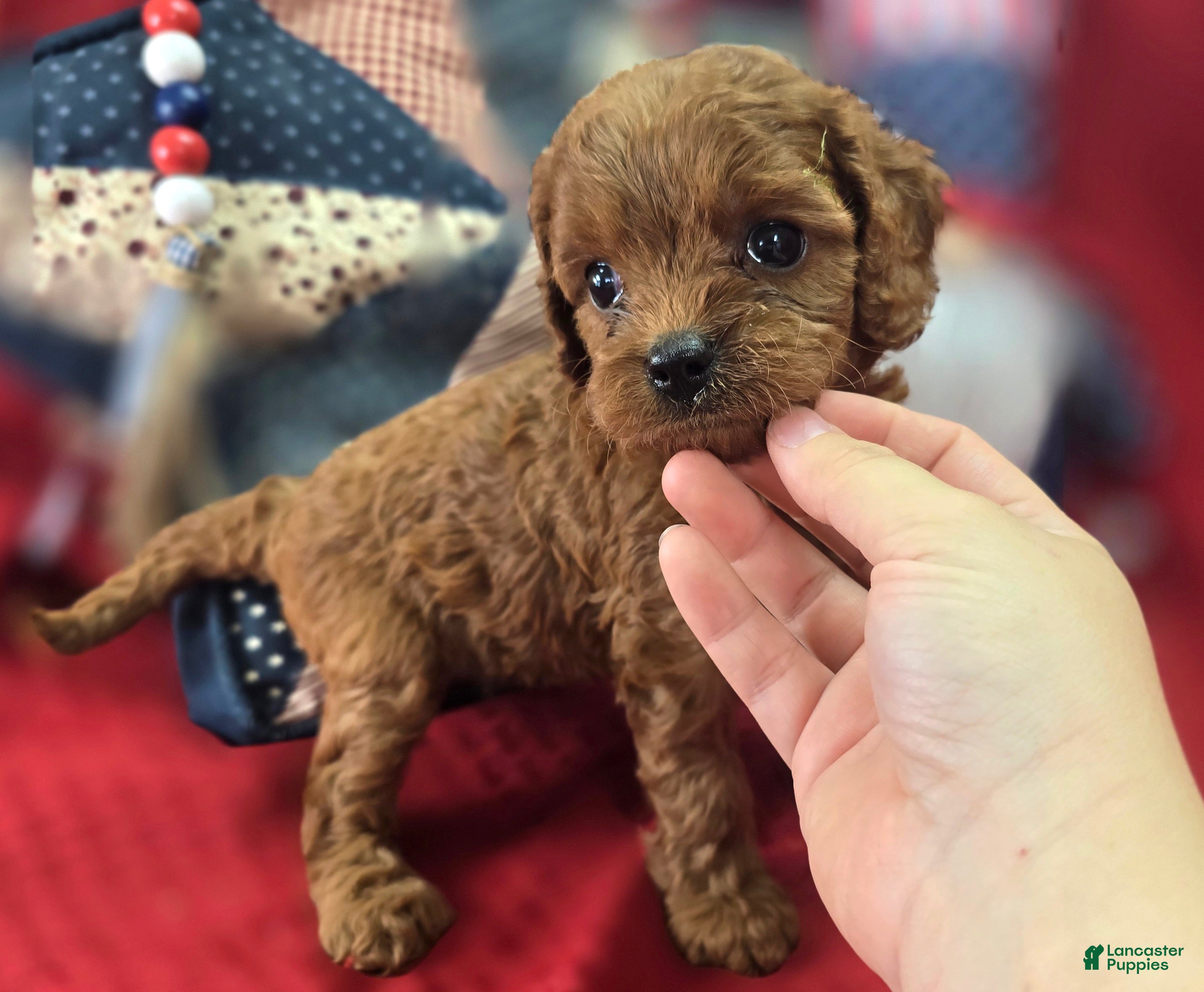 Cavapoo dogs Katydid - Ad 22