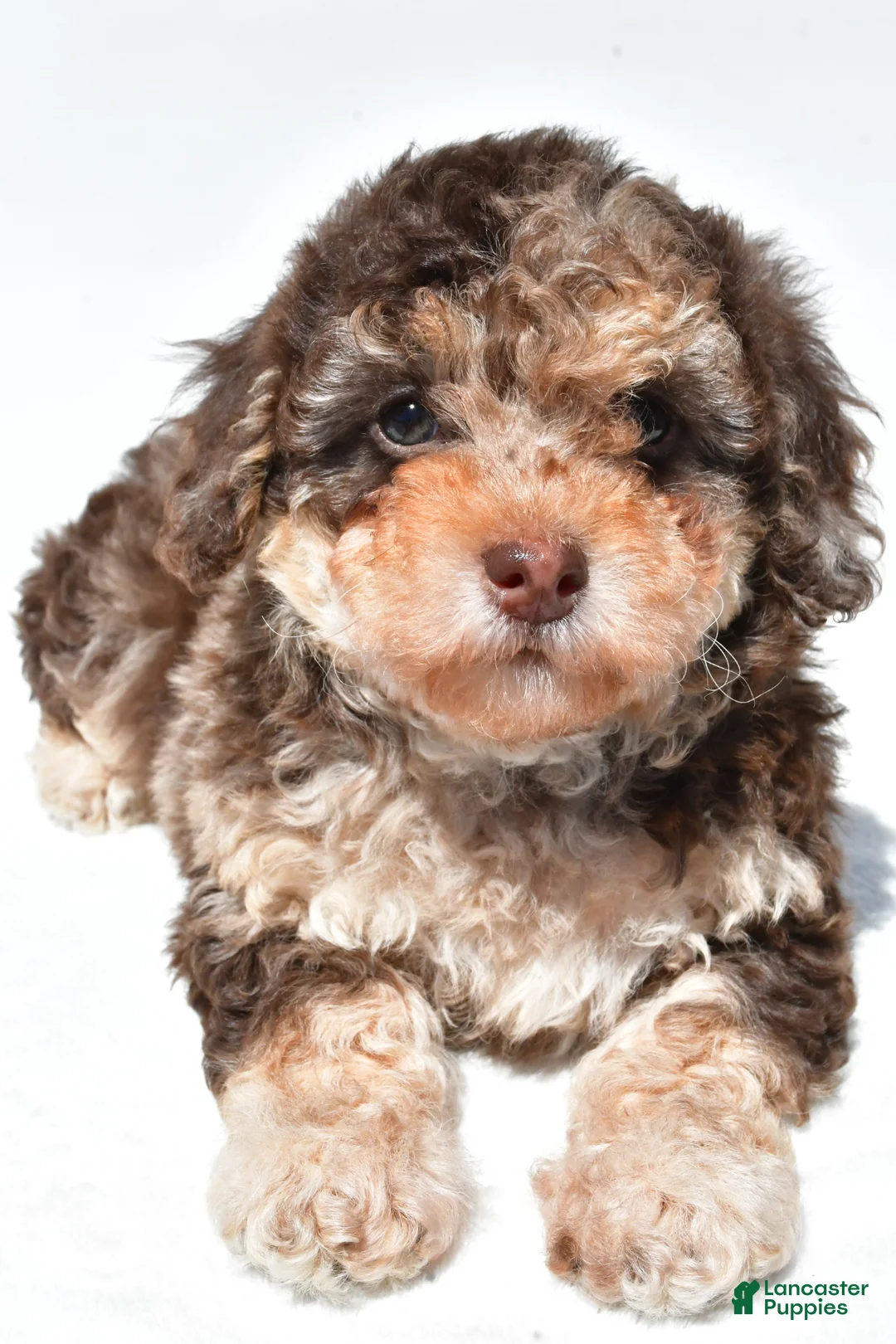 Miniature Poodle dogs for sale: Tulip - Ad 6