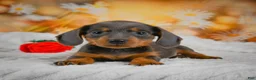 Miniature Dachshund dogs for sale: Dominic - Ad 7