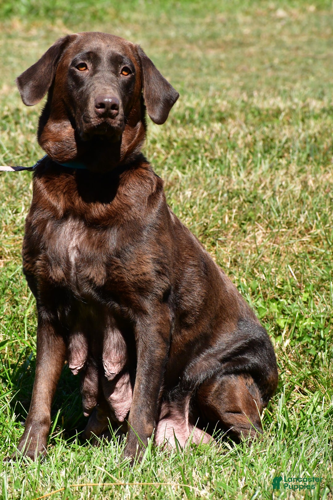 Labrador Retriever dogs for sale: Niagara - Ad 9