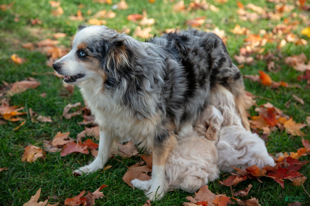 Mini Aussiedoodle dogs for sale: Pooch - Ad 6