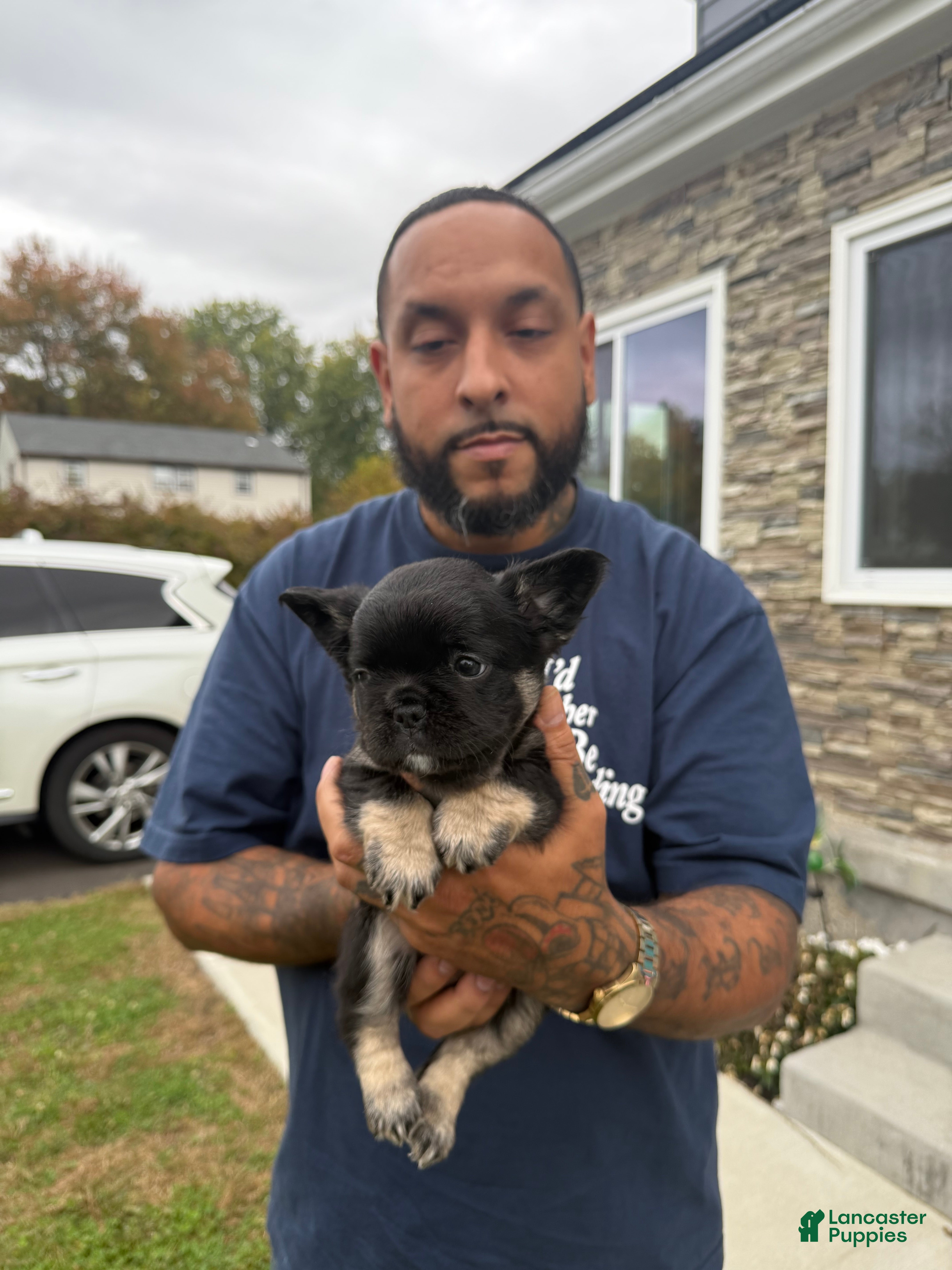 French Bulldog dogs French Bulldog Puppy 2 - Ad 26