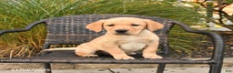 Labrador Retriever dogs for sale: Malex - Ad 2
