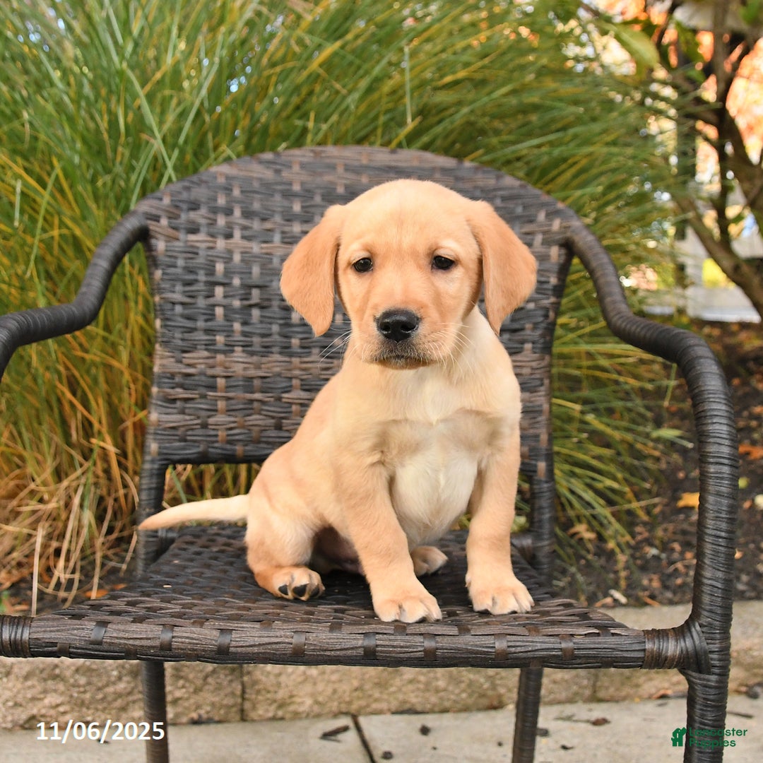 Labrador Retriever dogs for sale: Malex - Ad 2