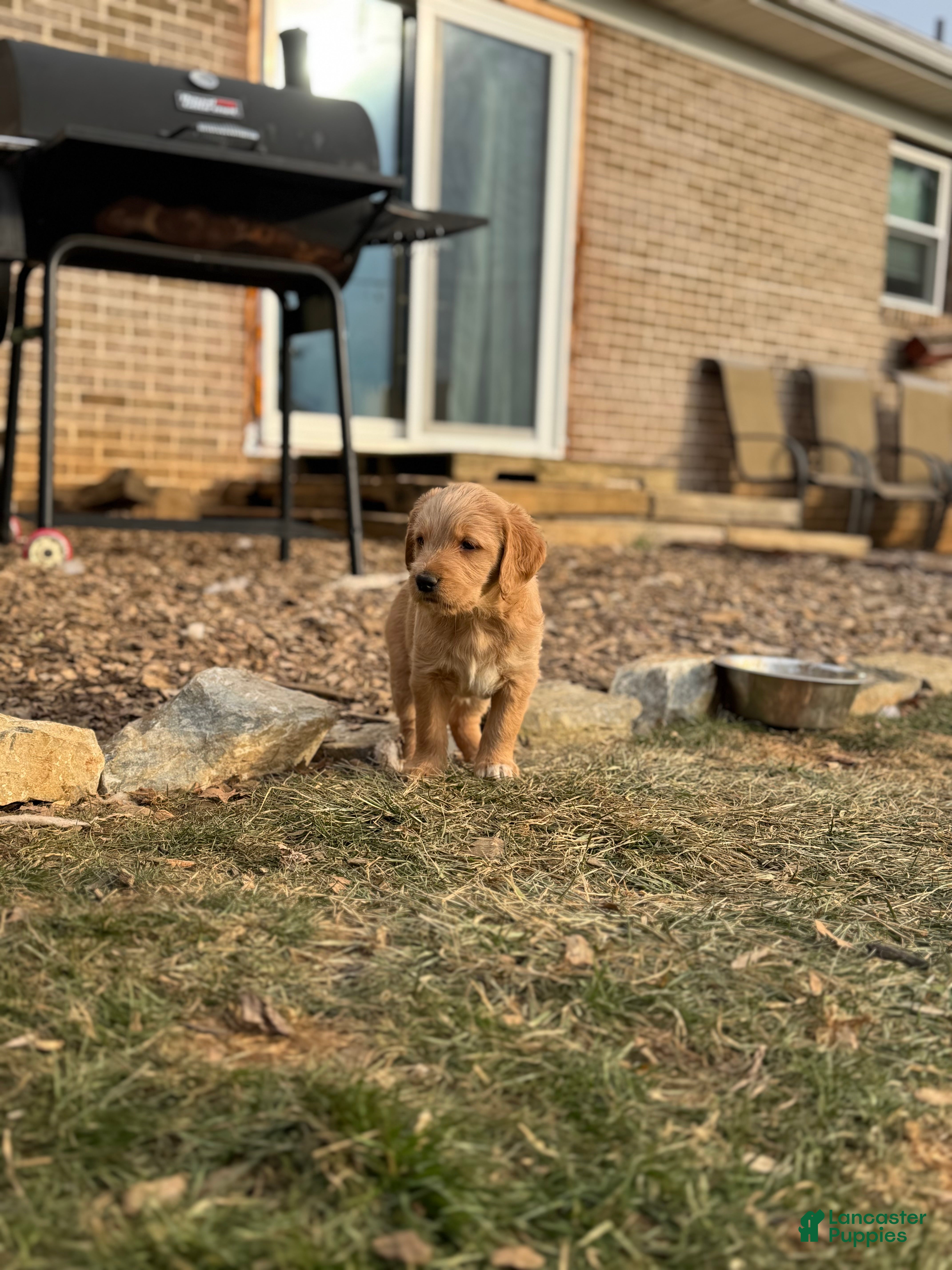 Mixed Breed dogs Casey - Ad 30